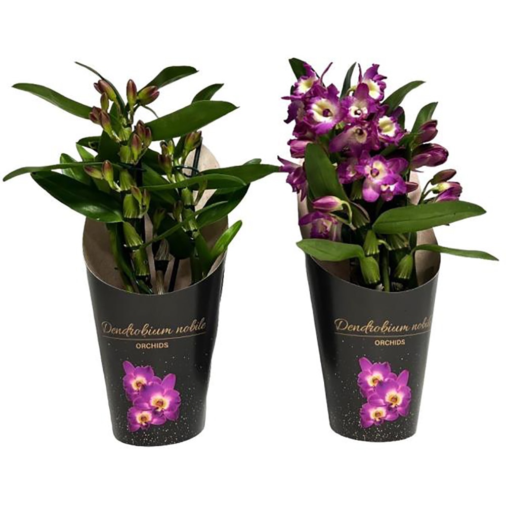 Planta Dendrobium nob. Bouquet Purple Rain, D12, H35