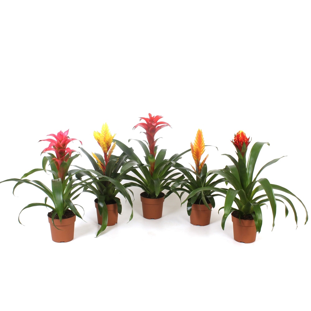 Bromelia M&C, H 40 cm