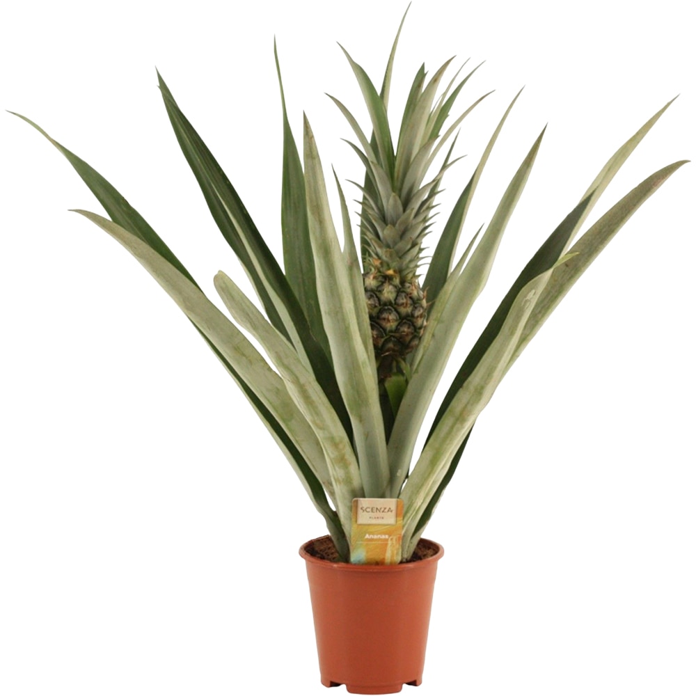 Ananas Champaca, H 55cm
