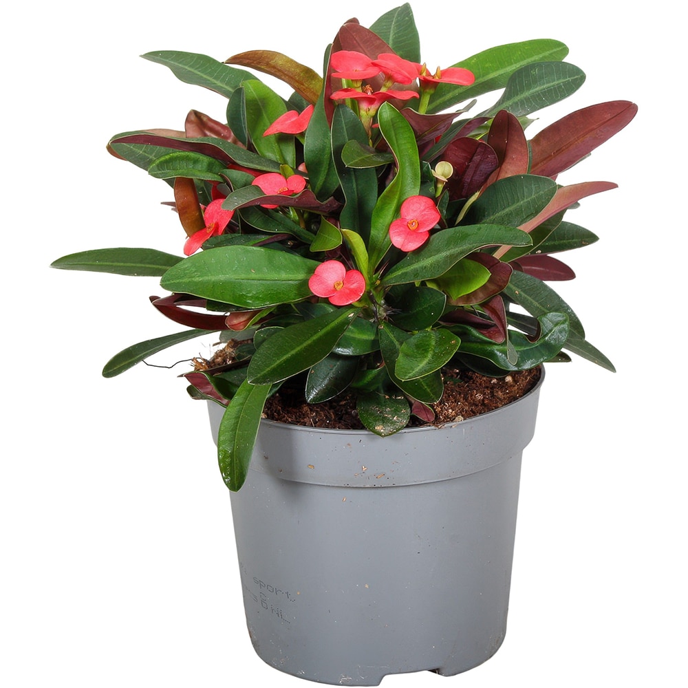 Euphorbia, D13 cm, H 25 cm