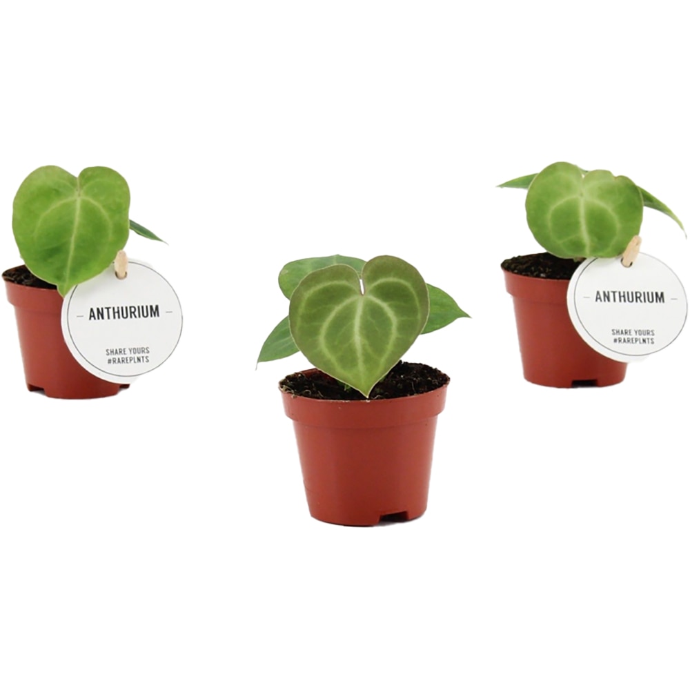 Anthurium Clarinervium, H 15 cm