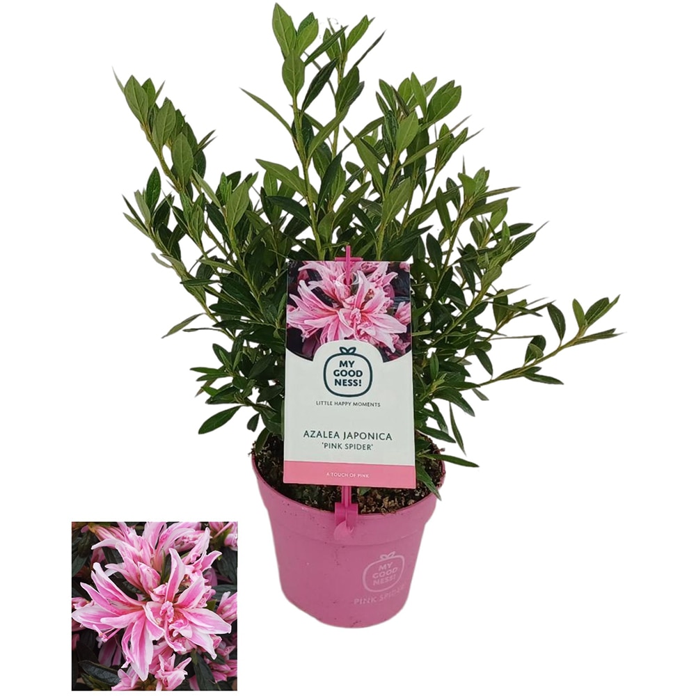 Azalea Japonica Pink Spider, H 25 cm