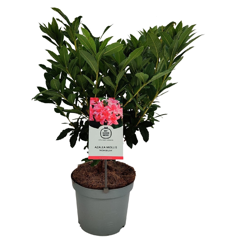 Azalea Mollis, H 50 cm