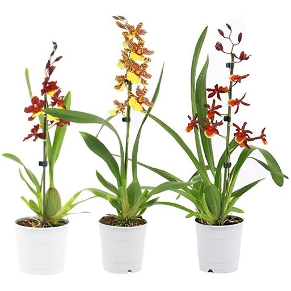 Planta Cambria, D12, H60