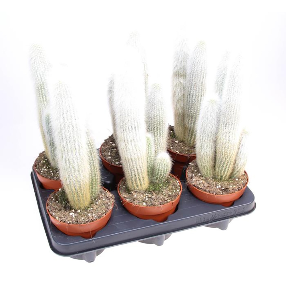 Cleistocactus Strausii, H 20 cm