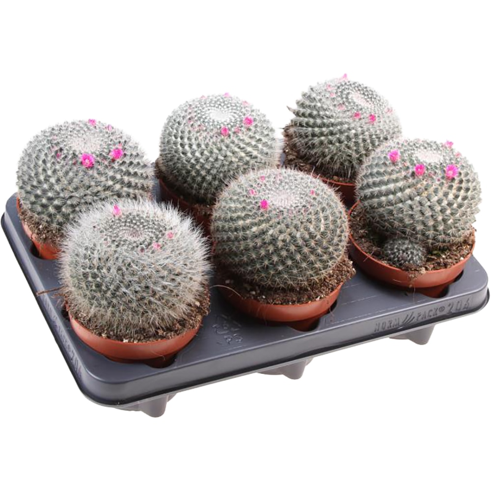 Cactus Mammillaria Hahniana, H 15 cm