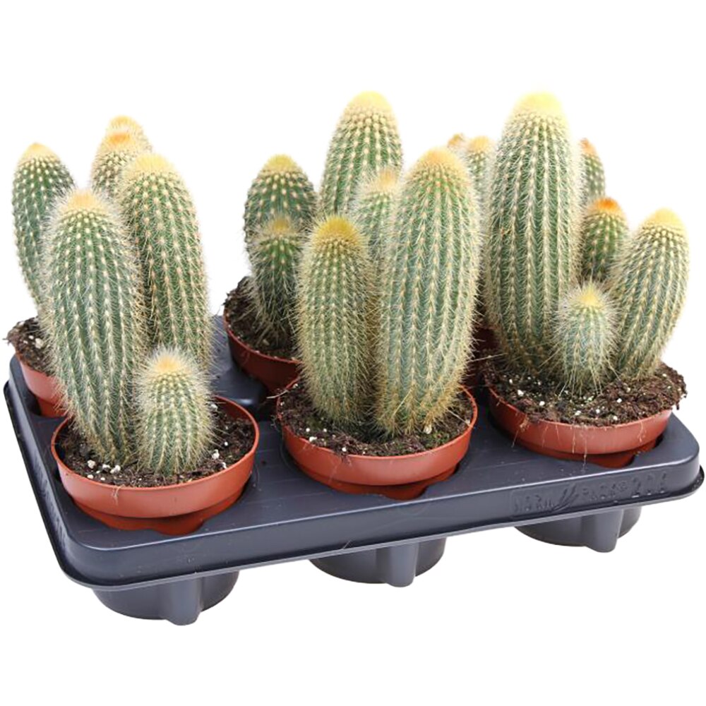 Vatricania Guentheri, H 20 cm