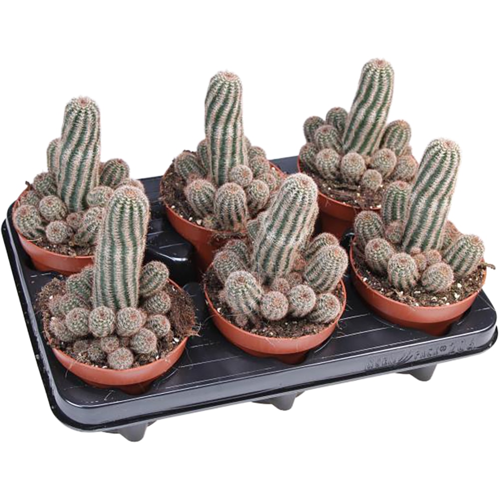 Chamaelobivia Paolina, H 20 cm