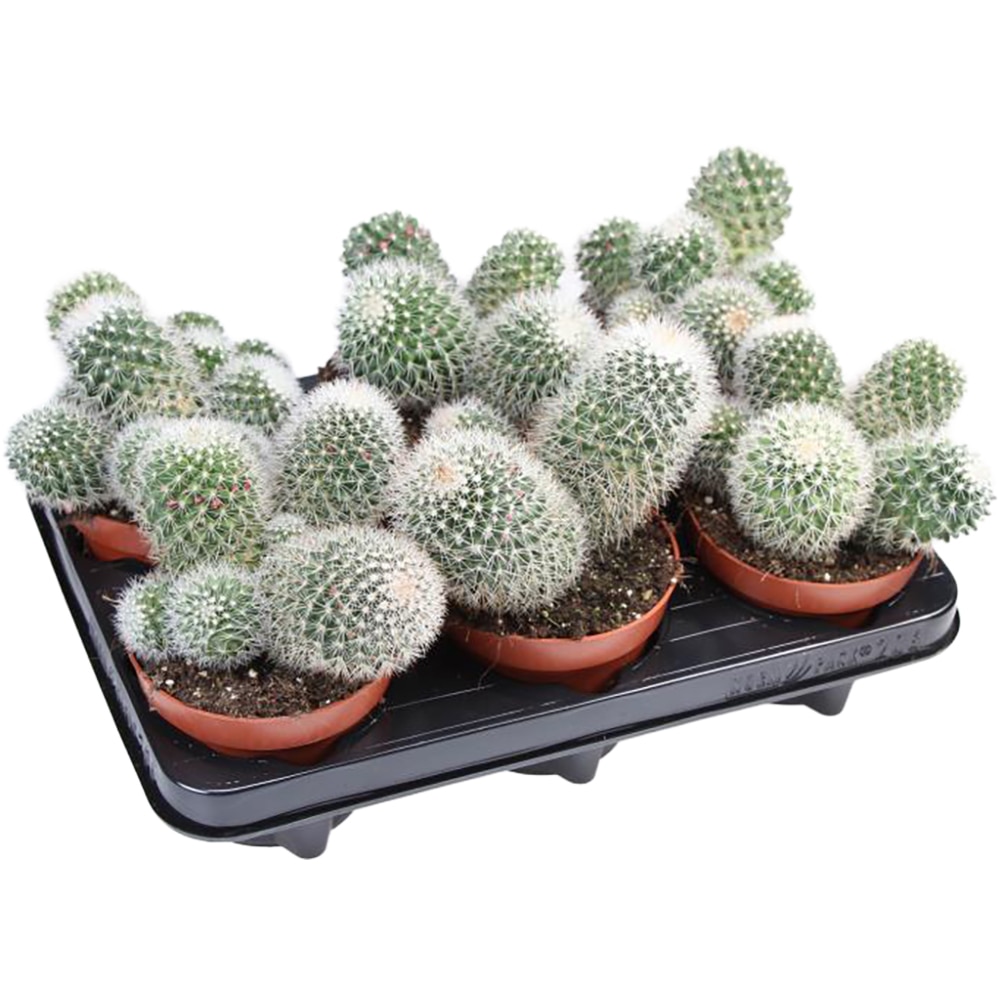Cactus Mammilaria Ernestii Albata, H 18 cm