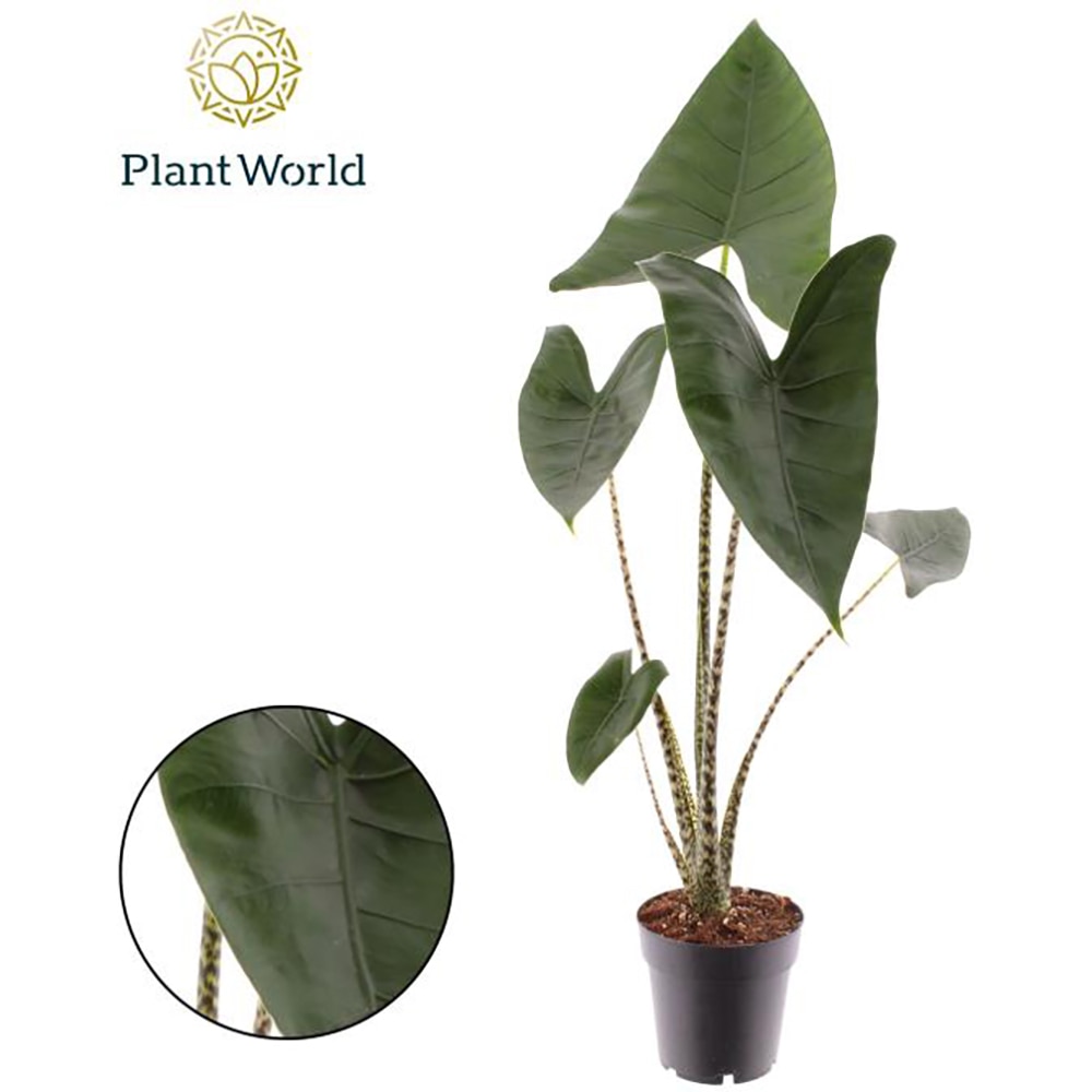 Alocasia Zebrina, H 50 cm