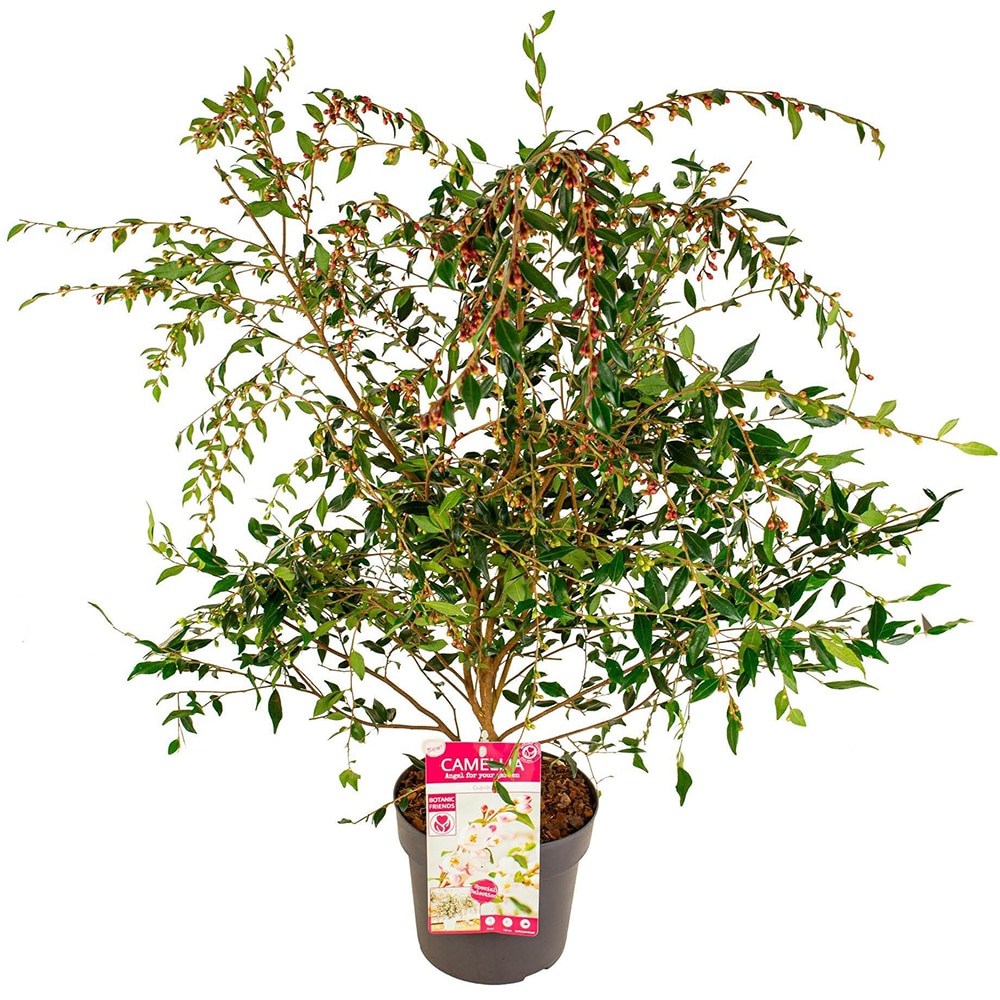 Camellia Cupido Premium, H 80cm