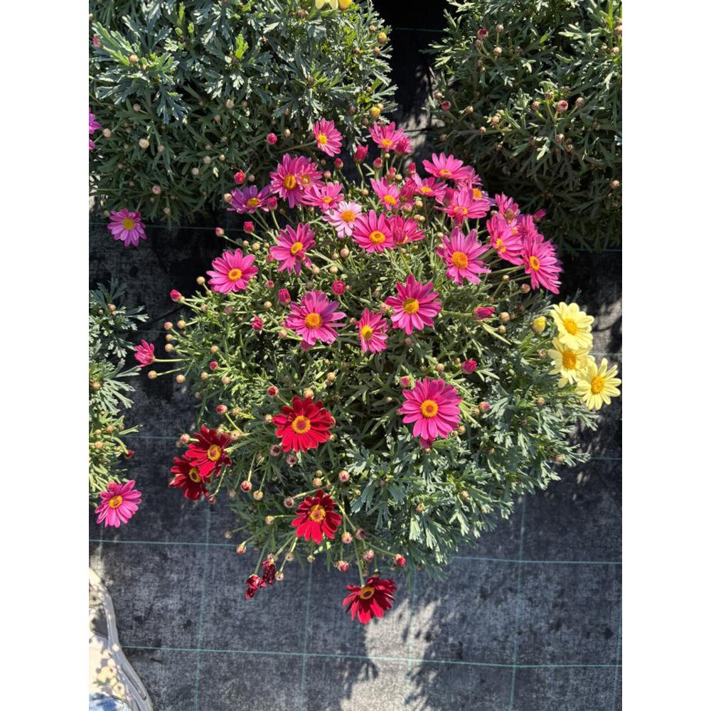 Margareta Carnaval, H 55 cm