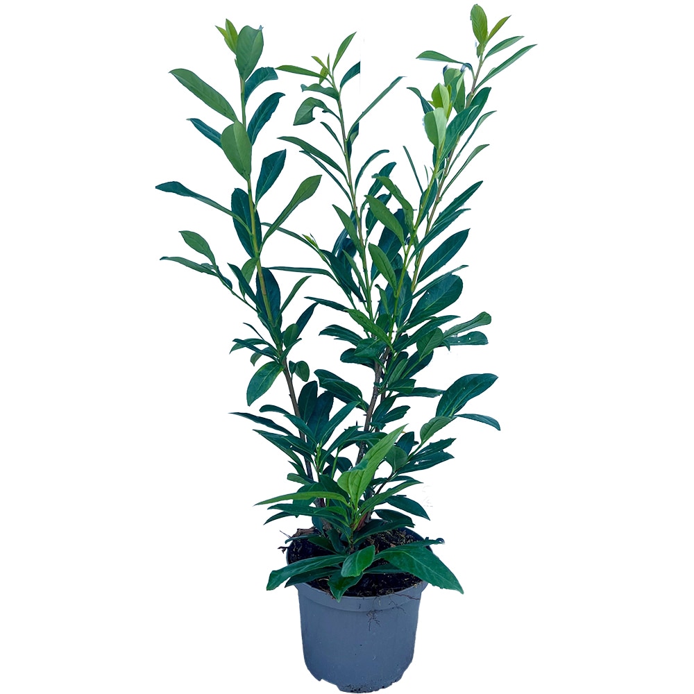 Prunus Laurocerasus Caucasica, H 100 cm
