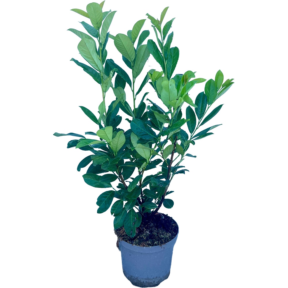 Prunus Laurocerasus Rotundifolia, H 100 cm