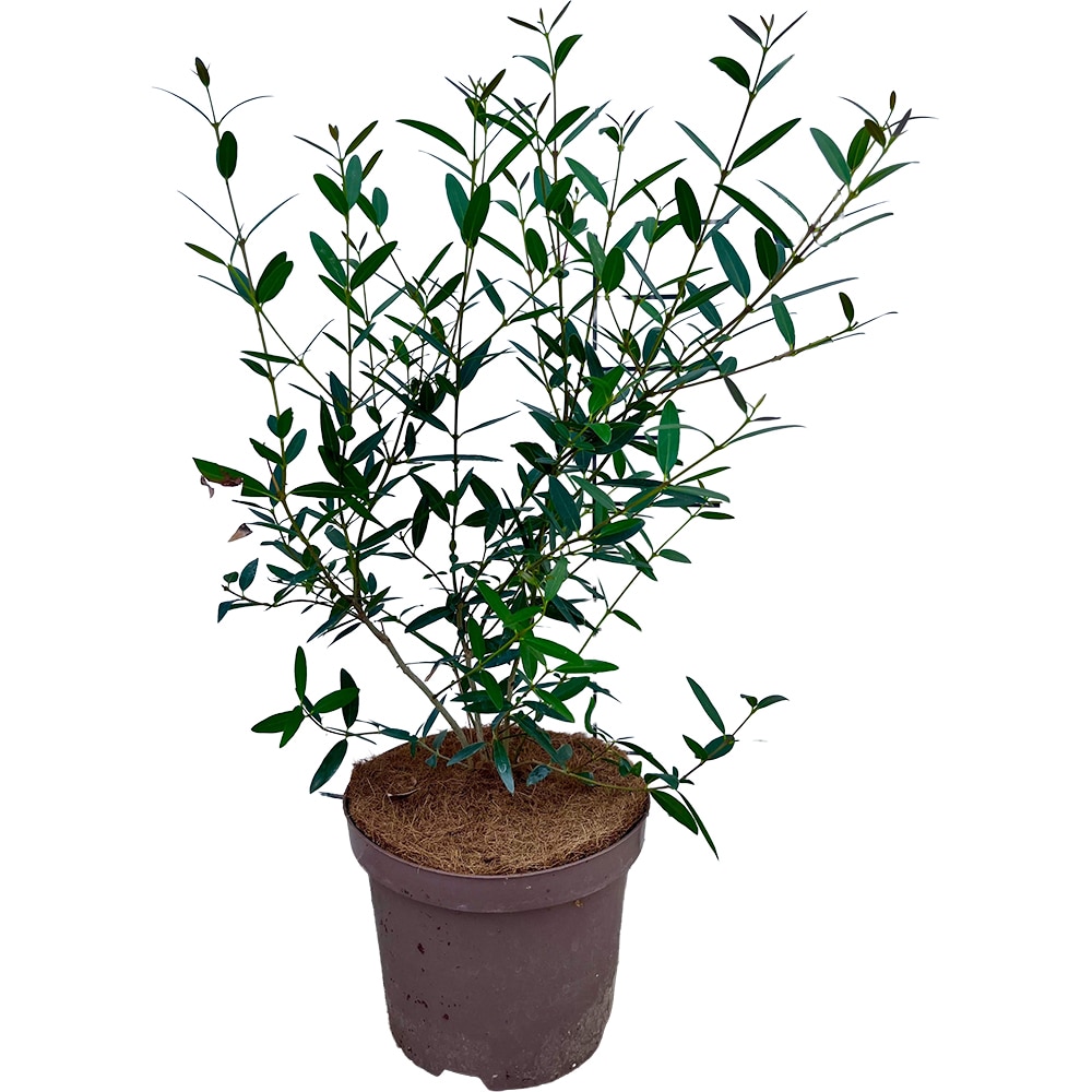 Prunus Lusitanica Angustifolia, H 60 cm