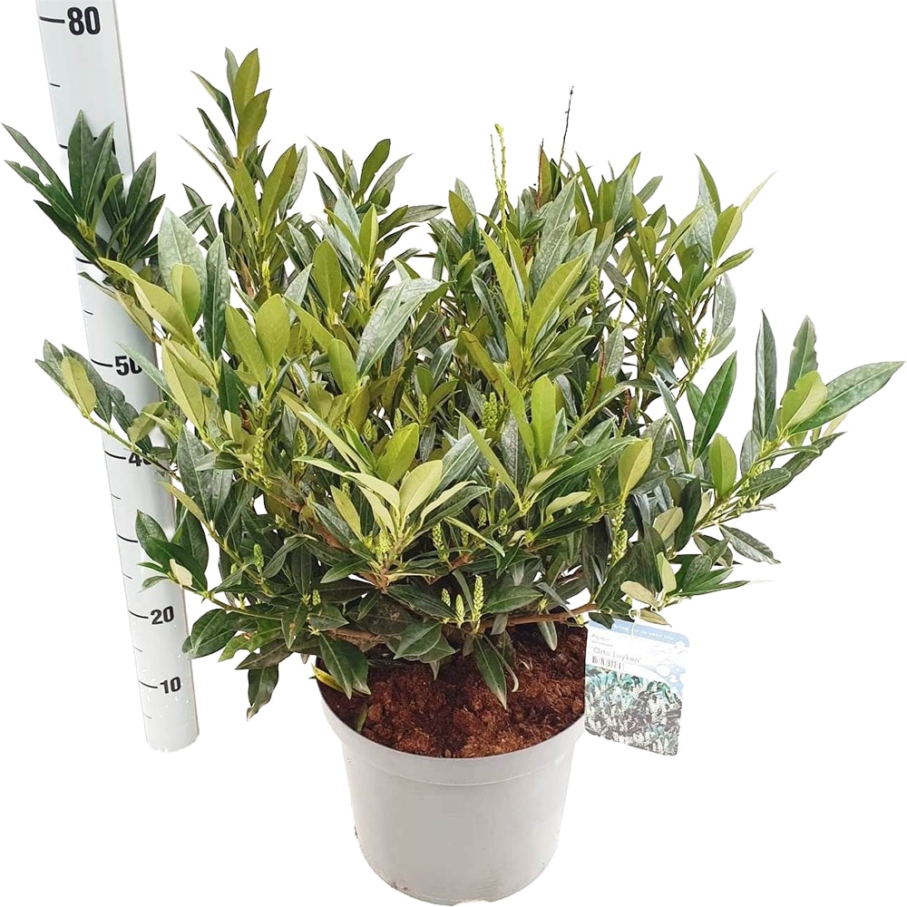 Prunus Laurocerasus Otto Luyken, H 60cm