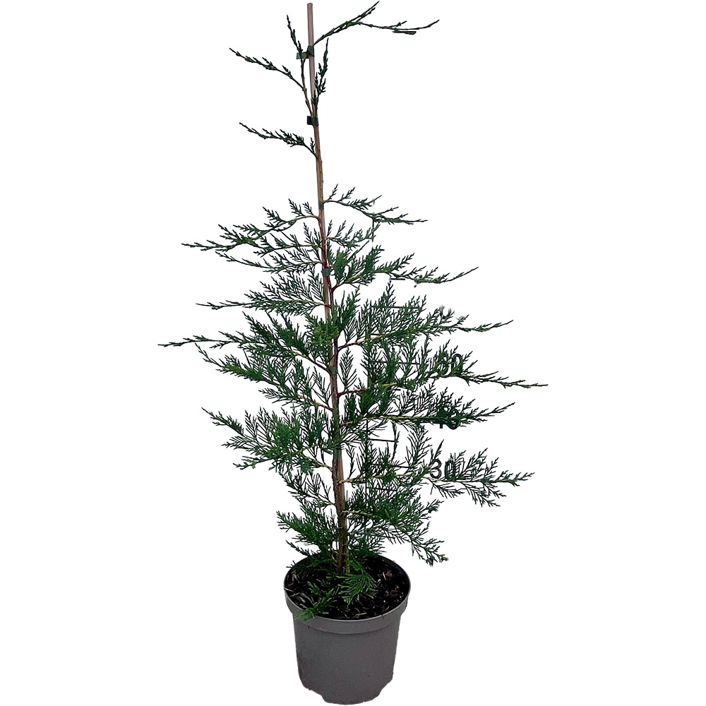 Cupressocyparis Leylandii, H 120 cm