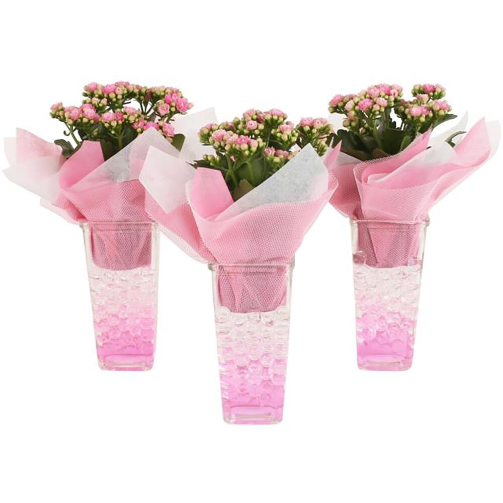 Planta Aranjament floral - Glass Square, D9, H30