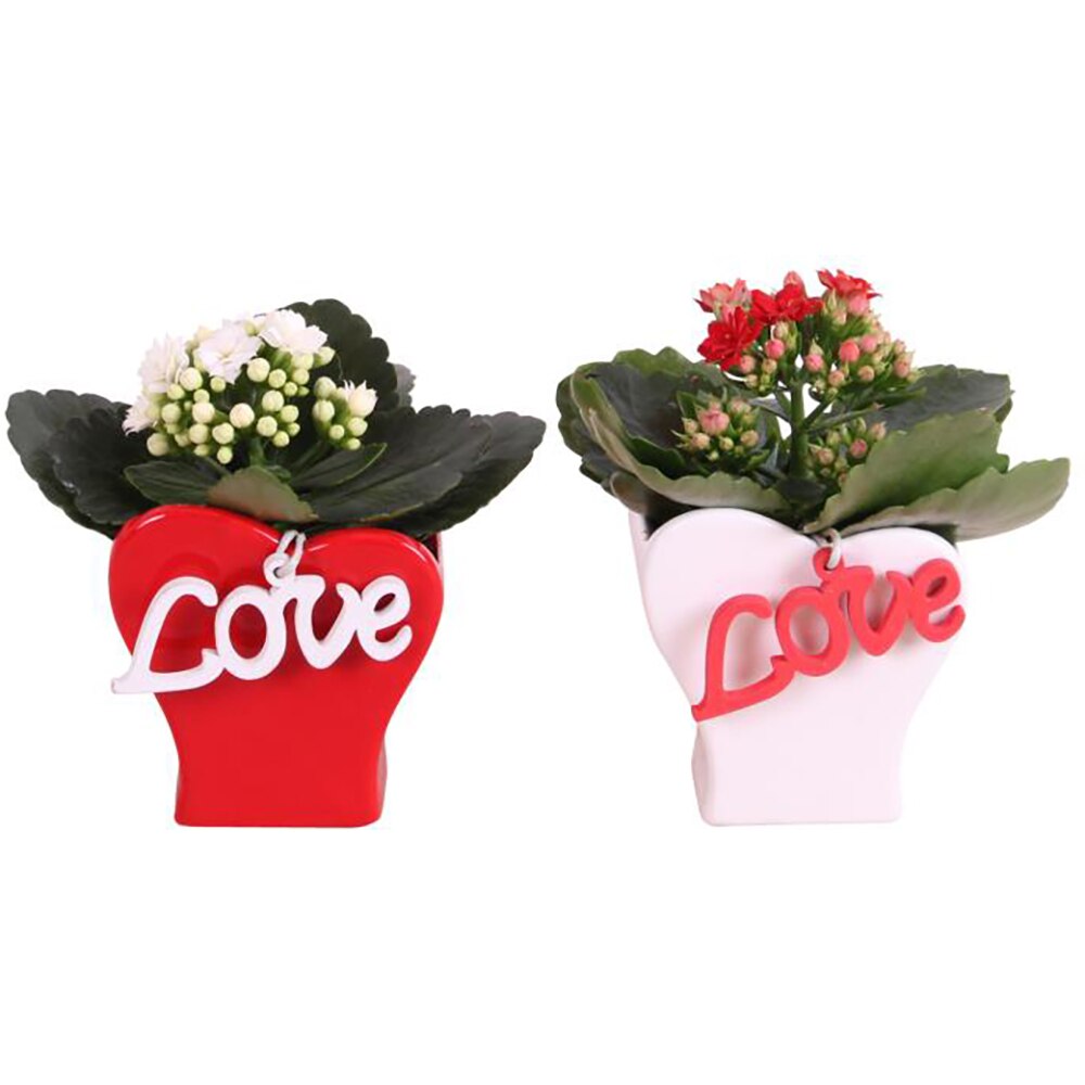 Planta Aranjament floral, D9, H15