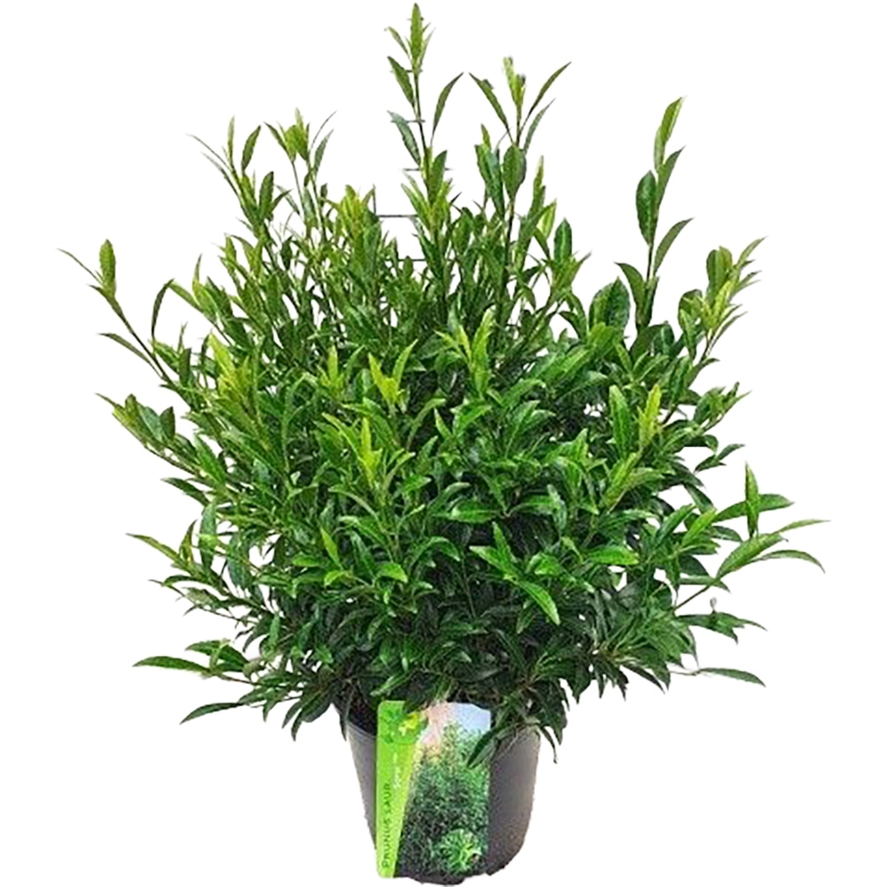 Prunus Laurocerasus Sofia, H 60cm
