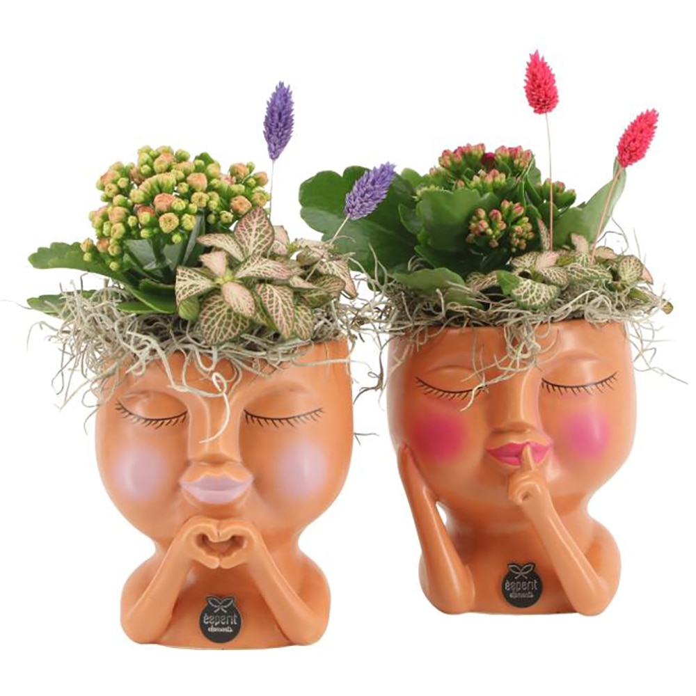 Planta Aranjament floral - Love, D12, H25