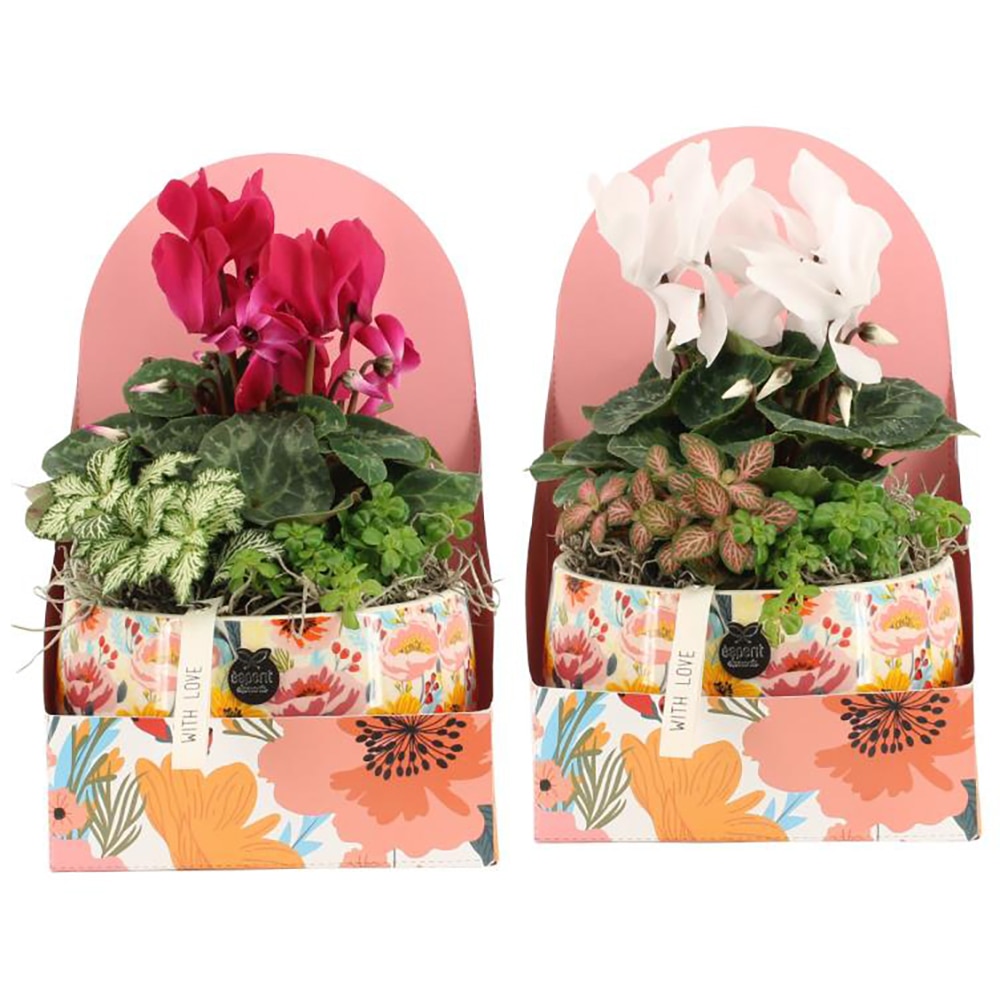 Planta Aranjament floral - Love, D17, H28