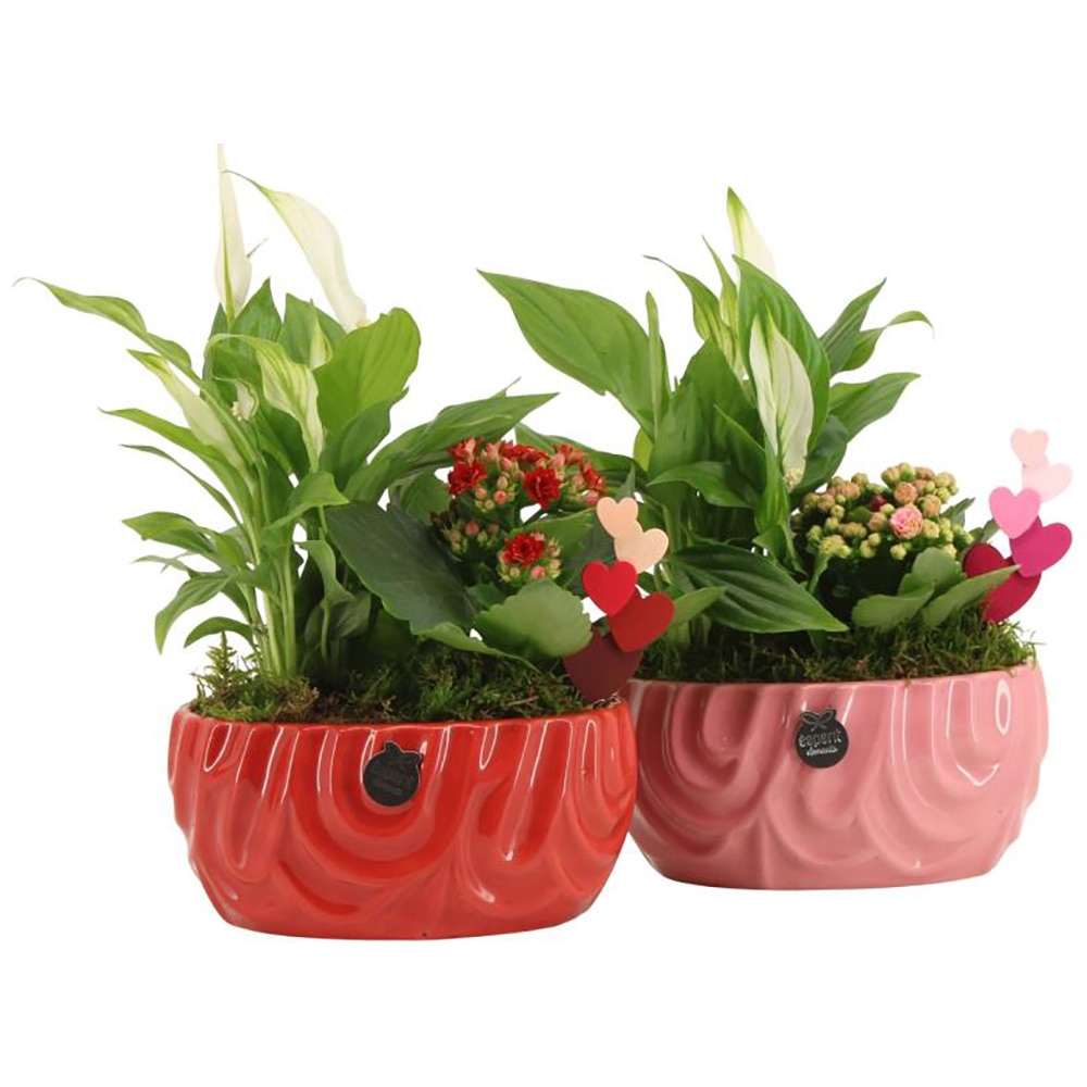 Planta Aranjament floral - Love, D17, H27