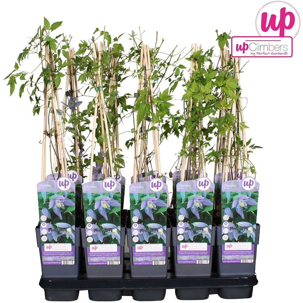 Clematis Alpina, H 70cm