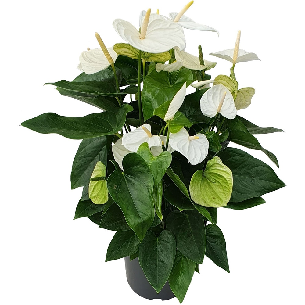 Anthurium Andr Alaska, H 75cm