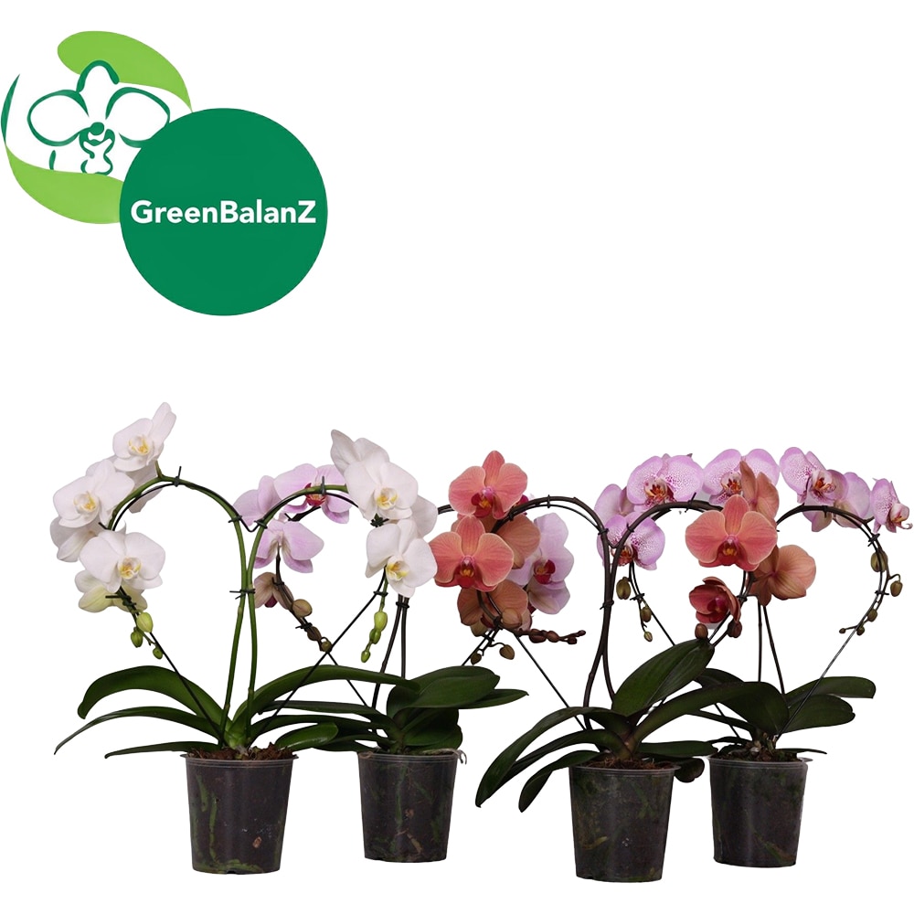 Phalaenopsis Shapes Heartz, H 50 cm