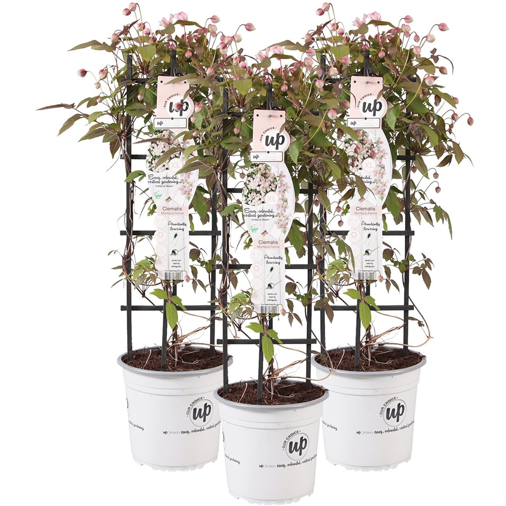 Clematis Alpina, H 175cm