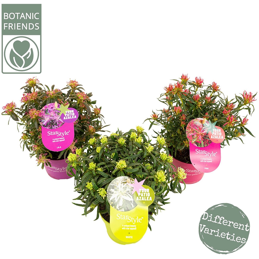 Azalea Starstyle, H 25 cm