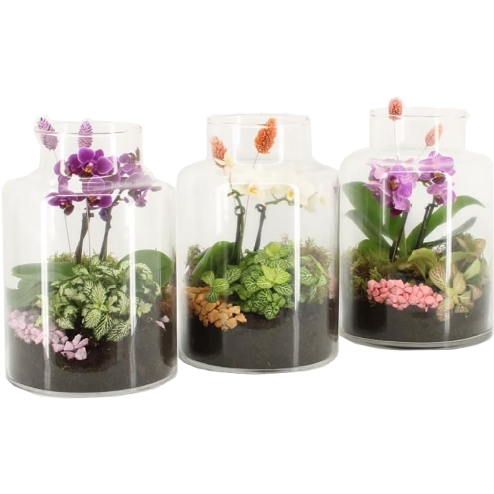 Planta Aranjament floral, D17, H17