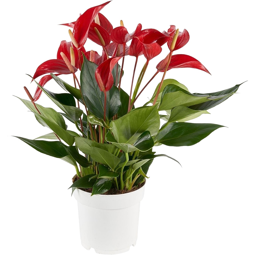 Anthurium Andreanum Red Champion, H 50 cm