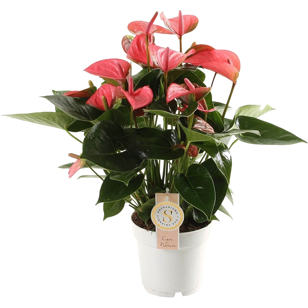 Anthurium Andreanum Pink Champion, H 50 cm