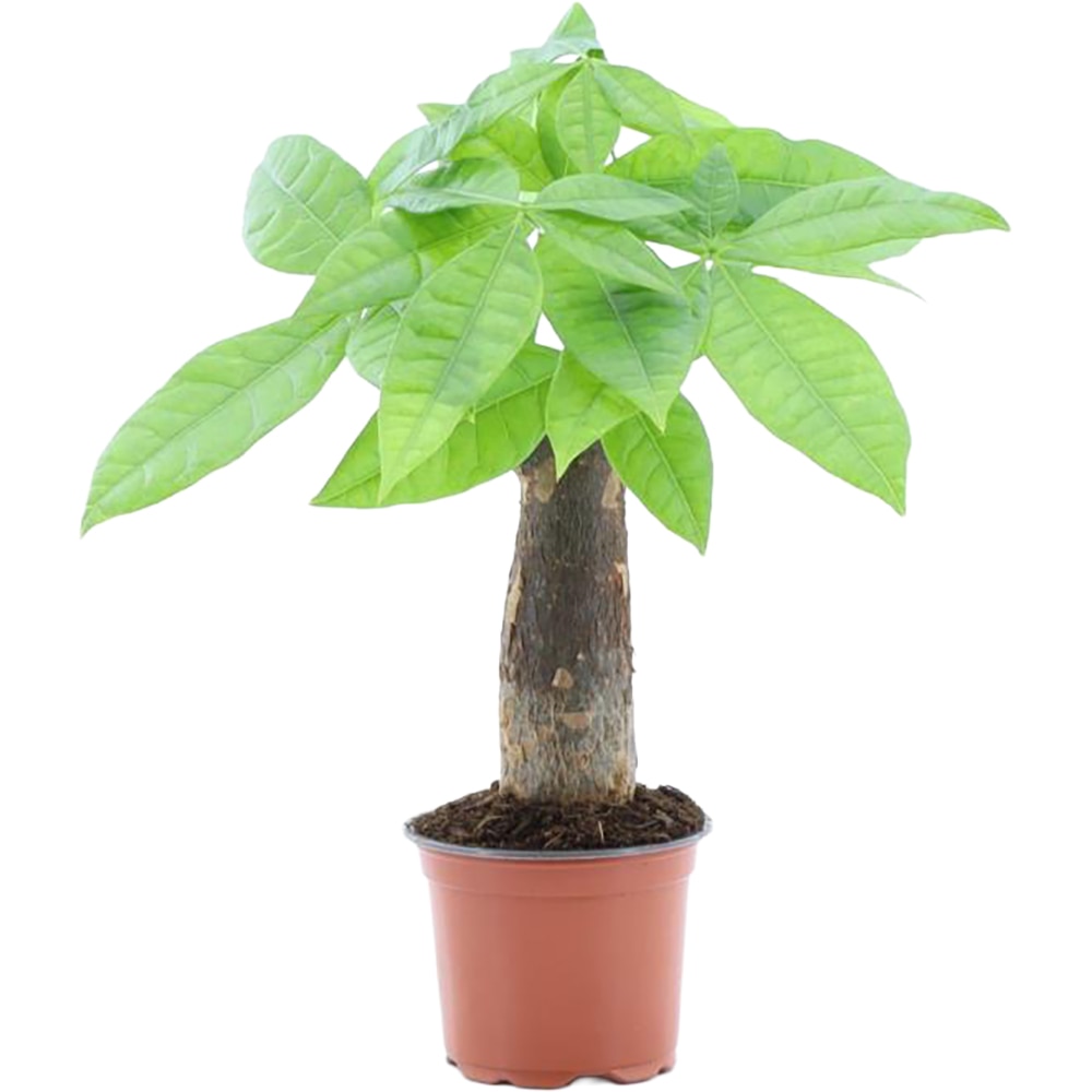 Pachira Aquatica, H 25 cm