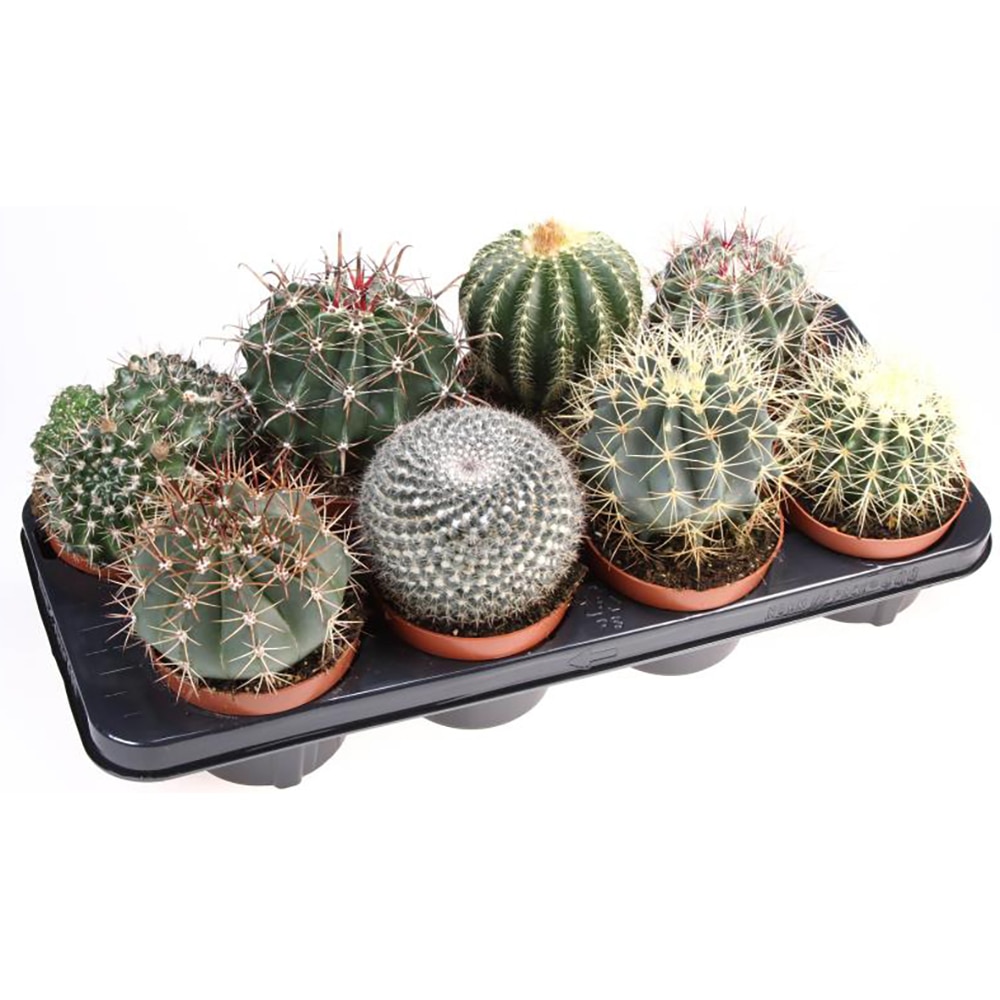 Cactus Ball, H 15 cm