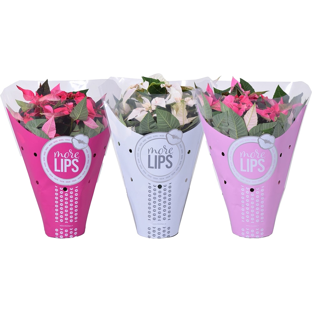 Craciunita Euphorbia Princettia, inaltime 45 cm, D14 cm, diverse modele