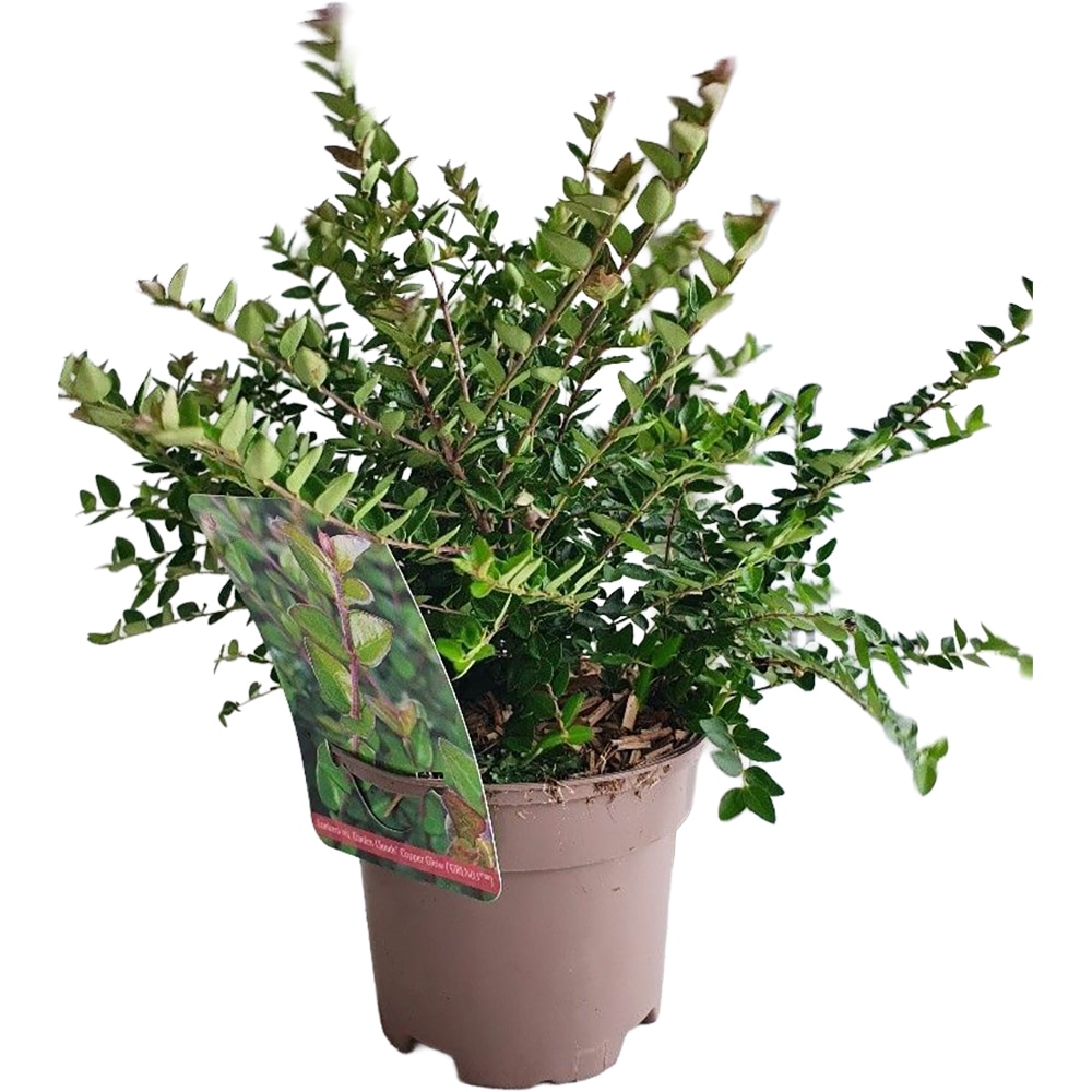 Lonicera Nitida, H 25 cm