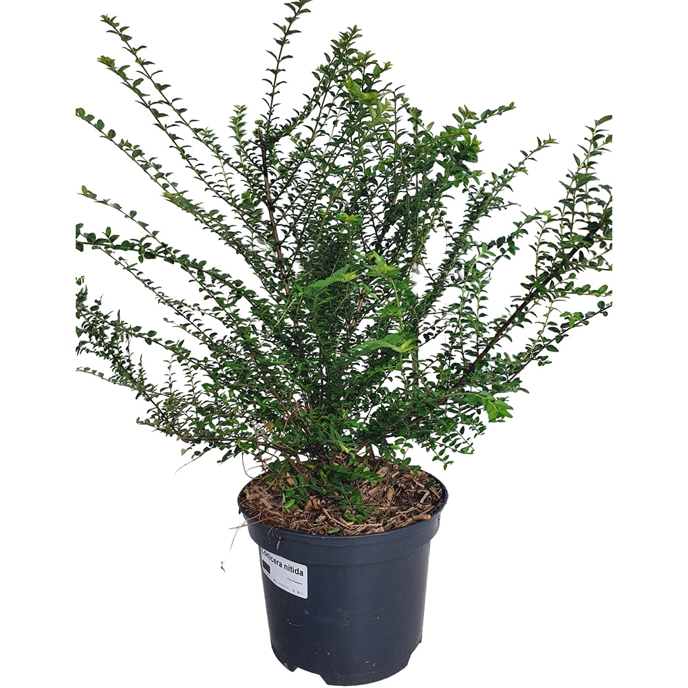 Lonicera Nitida, H 50 cm