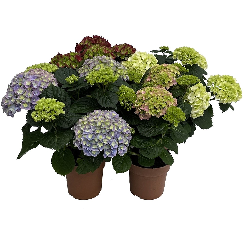Hydrangea Macrophylla, H 45cm