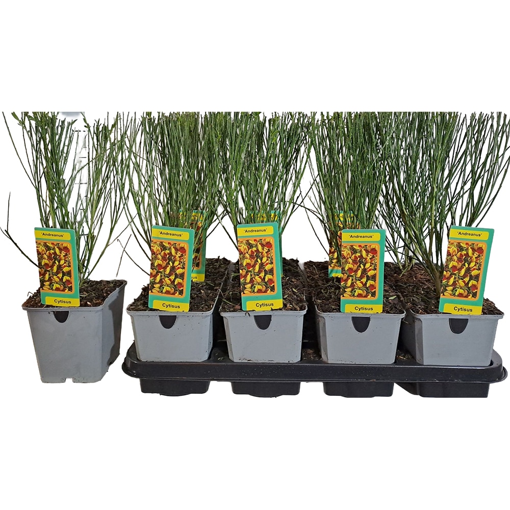 Cytisus, H 50cm