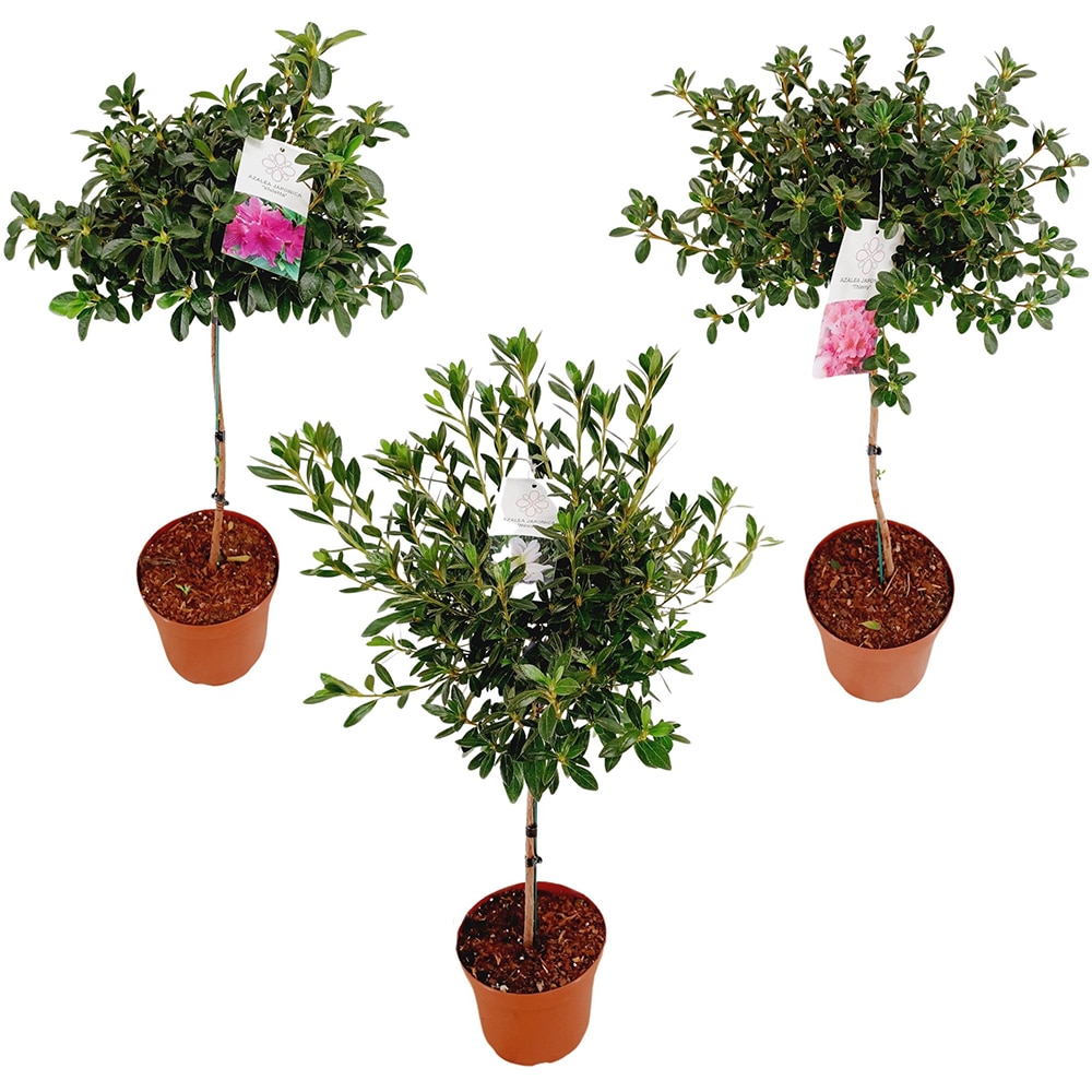 Rhododendron Stem, H 80 cm