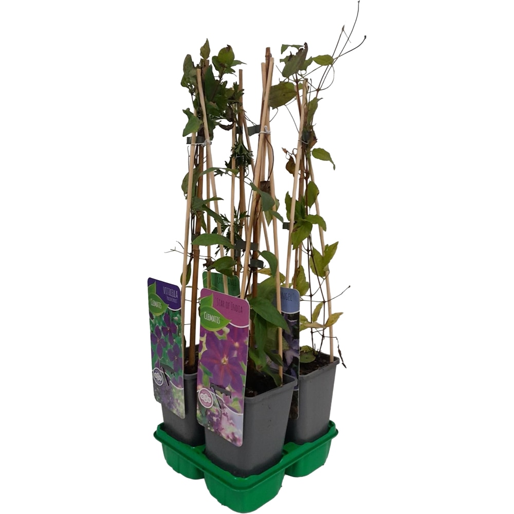 Mix Plante Agatatoare, H 70 cm