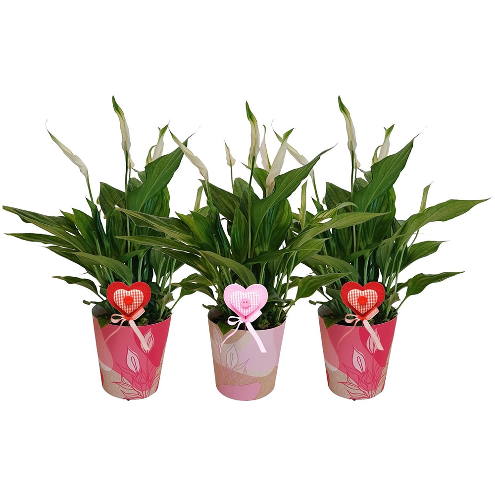 Crinul pacii Spathiphyllum, H 35 cm