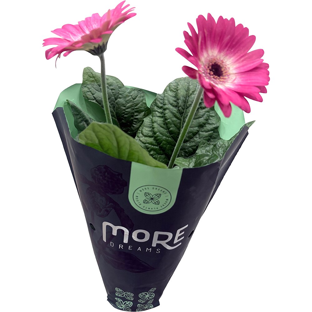 Gerbera More Dreams, D12 cm, H 30 cm