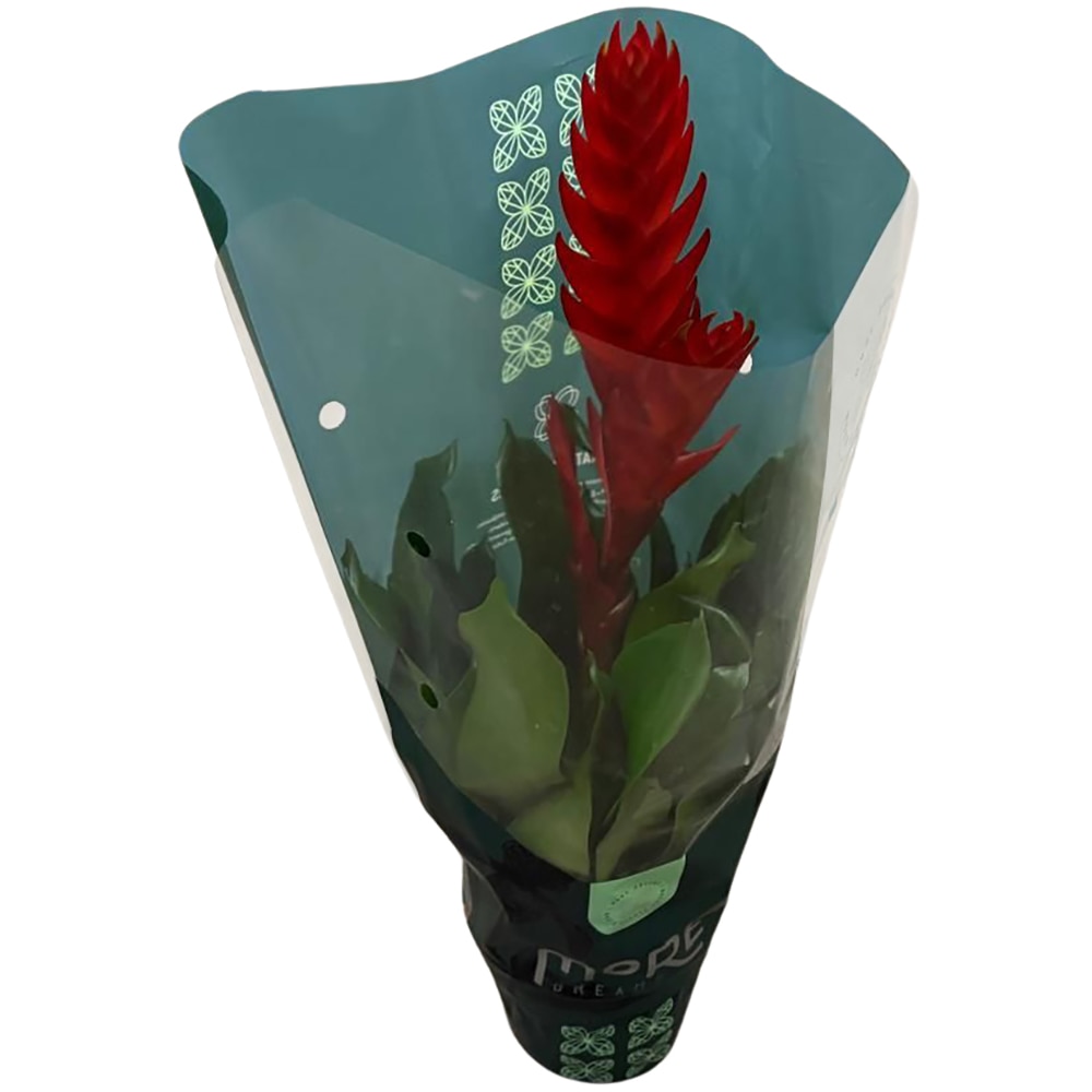 Vriesea, D12 cm, H 40 cm