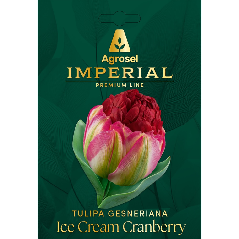 Lalea Ice Cream Cranberry IMPERIAL, 4 bulbi