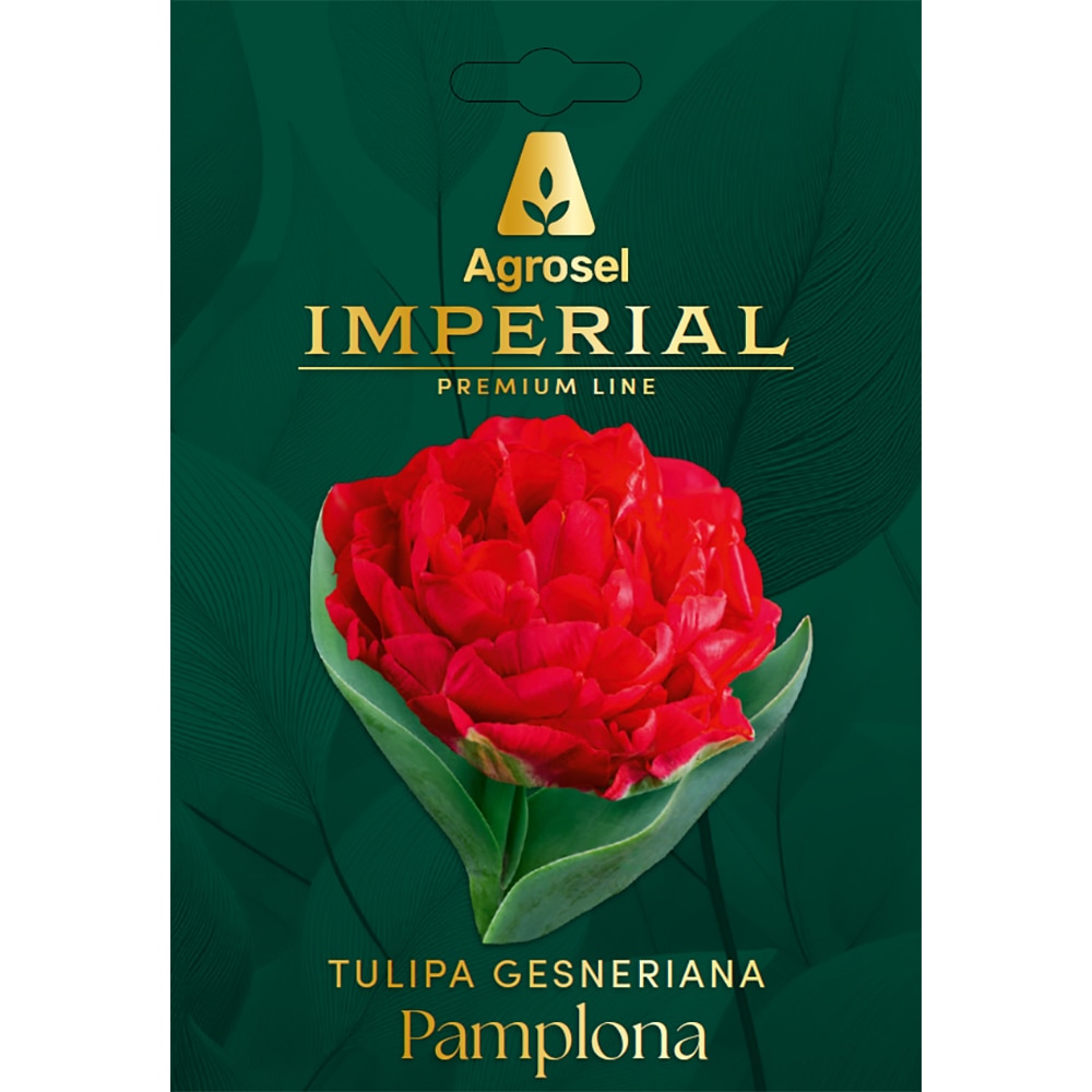 Lalea Pamplona IMPERIAL, 6 bulbi