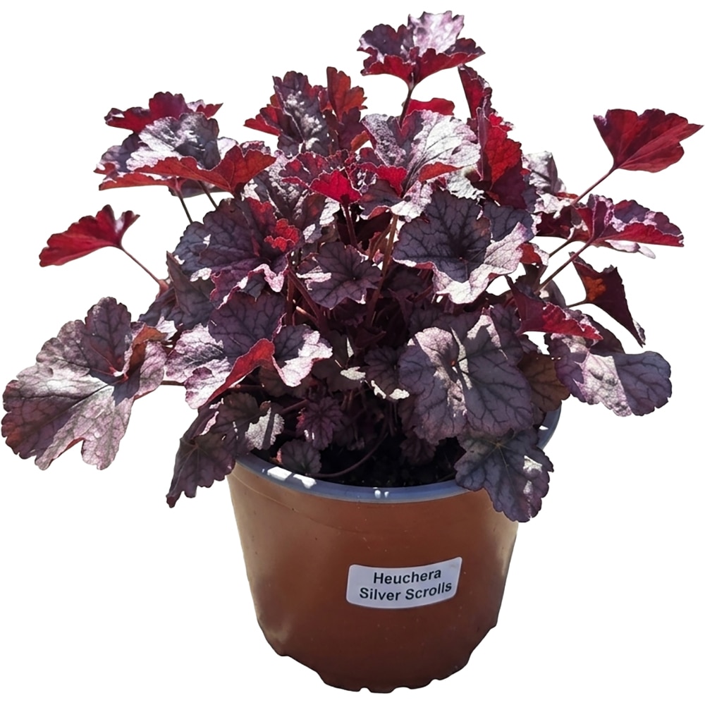 Heuchera Silver Scrolls, D 17 cm, H 25 cm